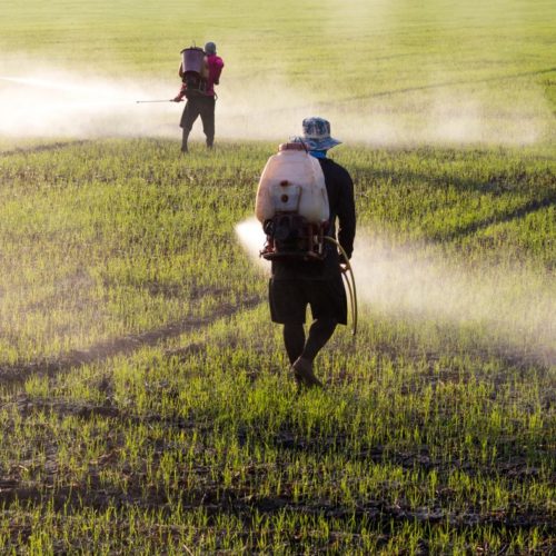 Exposure to Glyphosate in Herbicides Increases Risk of Non-Hodgkin’s Lymphoma, Study Says