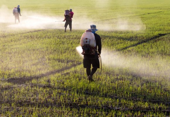 Exposure to Glyphosate in Herbicides Increases Risk of Non-Hodgkin’s Lymphoma, Study Says