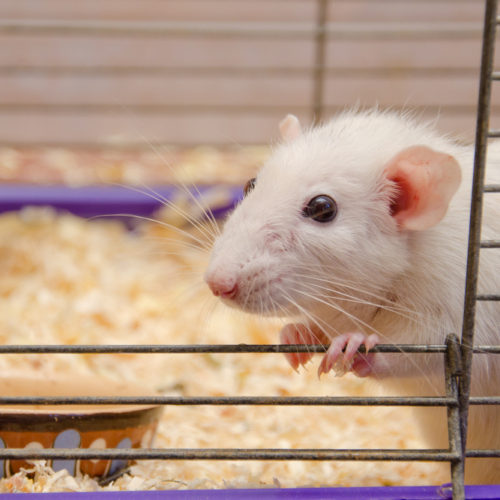 Time-Restricted Feeding May Cut Tumor Risk in Obese Women, Mouse Study Suggests