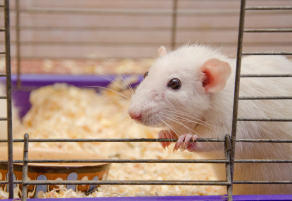 Time-Restricted Feeding May Cut Tumor Risk in Obese Women, Mouse Study Suggests