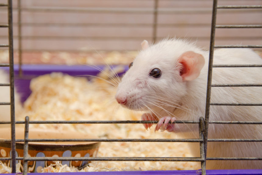 Time-Restricted Feeding May Cut Tumor Risk in Obese Women, Mouse Study Suggests