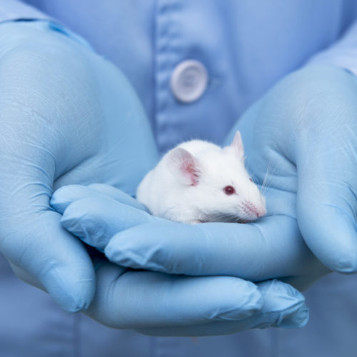 Vaccine Reduces Tau Tangle Formation, Improves Cognitive Functioning in Alzheimer’s Mouse Model