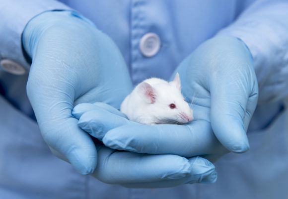 Vaccine Reduces Tau Tangle Formation, Improves Cognitive Functioning in Alzheimer’s Mouse Model