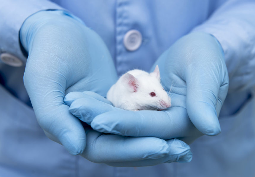 Vaccine Reduces Tau Tangle Formation, Improves Cognitive Functioning in Alzheimer’s Mouse Model