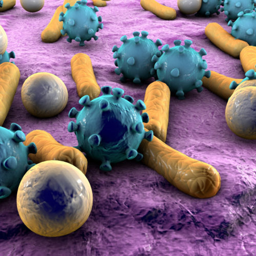 Antibiotics Altering Gut Bacteria Reduced Alzheimer’s Symptoms, But Only in Male Mice, Study Shows