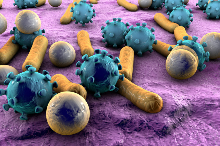 Antibiotics Altering Gut Bacteria Reduced Alzheimer’s Symptoms, But Only in Male Mice, Study Shows