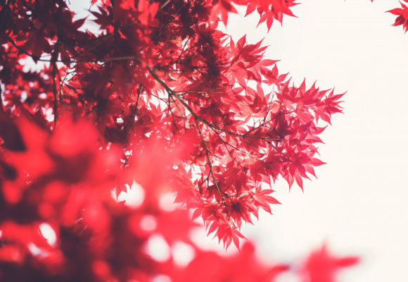 Lynparza Approved in Japan as First-Line Maintenance Therapy for Advanced OC