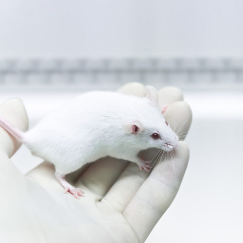 Prophylactic anti-TNF Therapy Improves Safety of Immunotherapies, Mouse Study Says