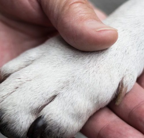 Our Family’s Golden Retriever Is More Than Man’s Best Friend