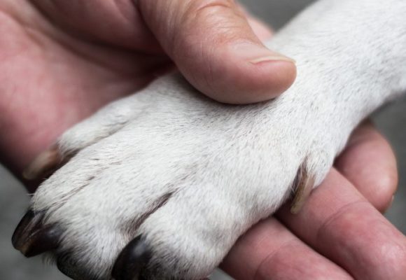 Our Family’s Golden Retriever Is More Than Man’s Best Friend