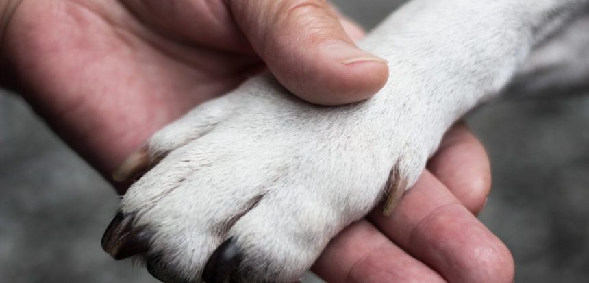 Our Family’s Golden Retriever Is More Than Man’s Best Friend