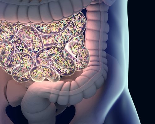 Diet Directly Affects Gut Bacteria and May Contribute to Alzheimer’s Progression, Pilot Study Suggests