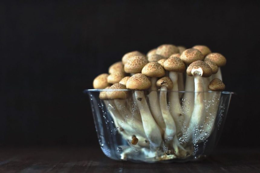 Eating Mushrooms May Prevent Prostate Cancer, Japanese Study Suggests