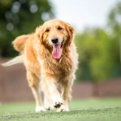 Cancer-sniffing Dogs May Help Train Robot Noses to Detect Tumors Early