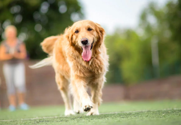 Cancer-sniffing Dogs May Help Train Robot Noses to Detect Tumors Early