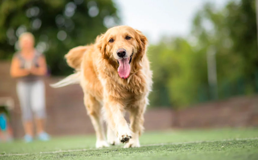 Cancer-sniffing Dogs May Help Train Robot Noses to Detect Tumors Early